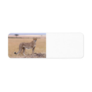 Cheetah Label