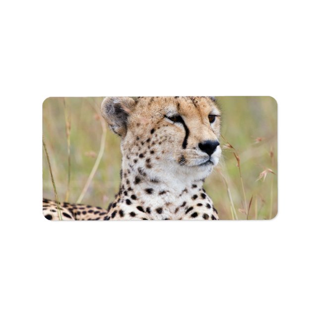 Cheetah Label (Front)