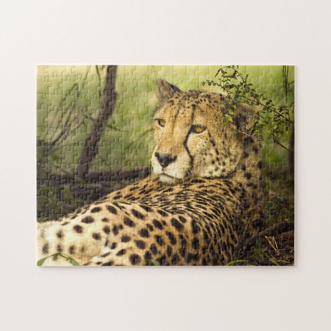 Cheetah Leopard Cat Photograph Jigsaw Puzzle | Zazzle