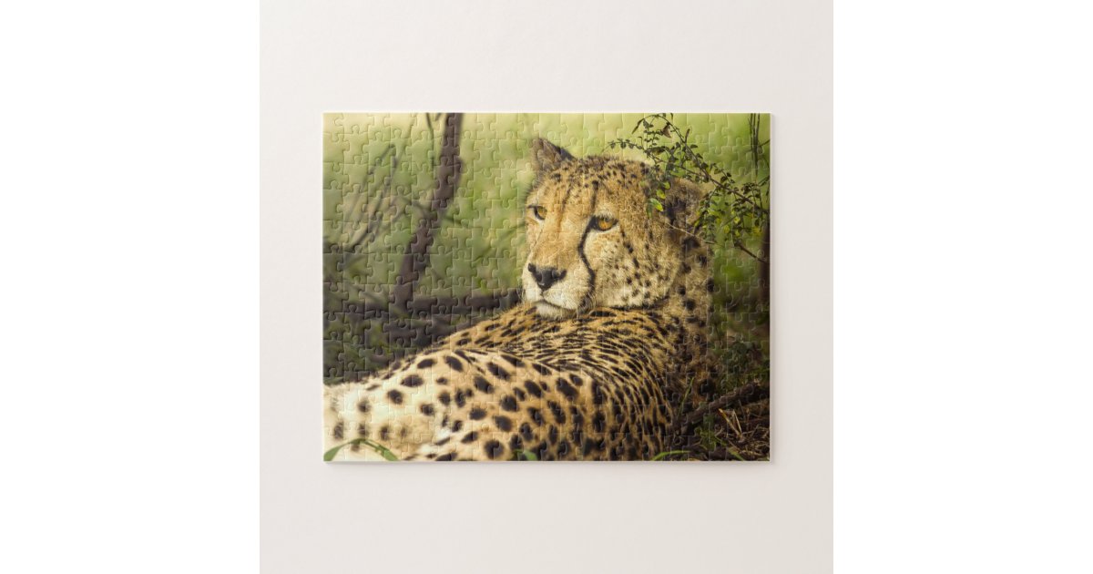 Cheetah Leopard Cat Photograph Jigsaw Puzzle | Zazzle