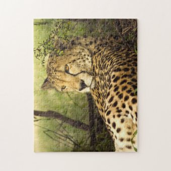 Cheetah Leopard Cat Photograph Jigsaw Puzzle | Zazzle