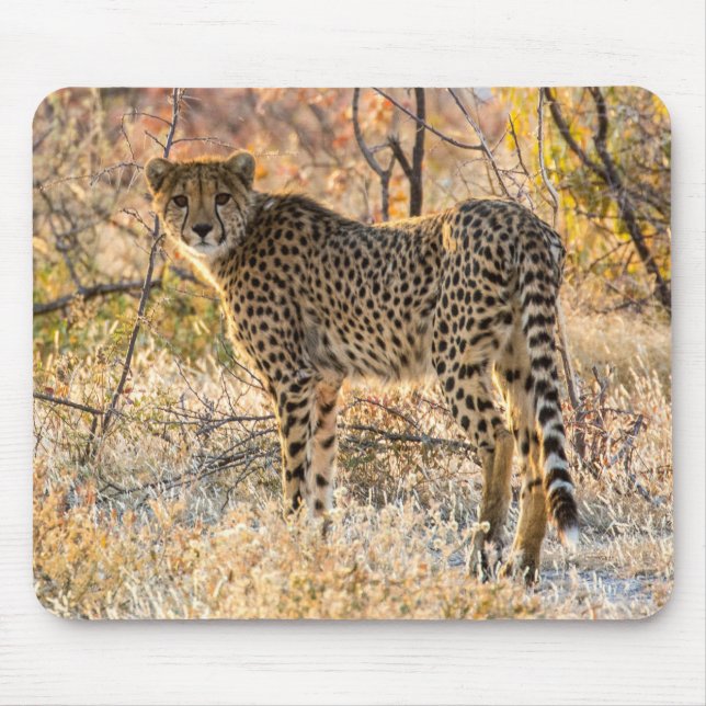 Cheetah Looking Around Mouse Pad (Front)