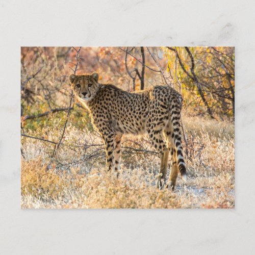 Cheetah Looking Around Postcard