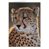 Cheetah looking away (Front)