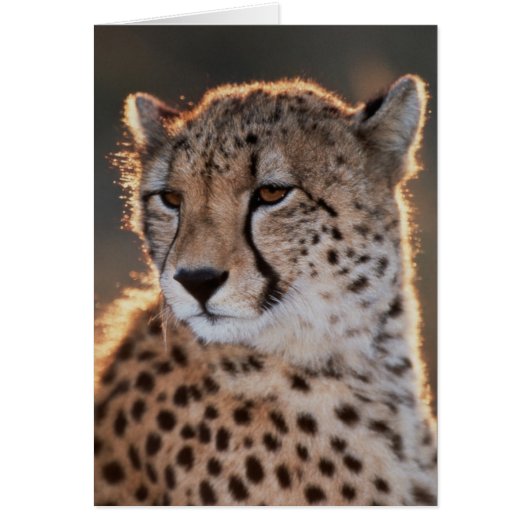 Cheetah looking away cards (Front)