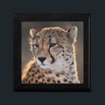 Cheetah looking away jewelry box<br><div class="desc">Amos Nachoum / DanitaDelimont.com | Africa,  South Africa | South Africa,  Cheetah looking away</div>