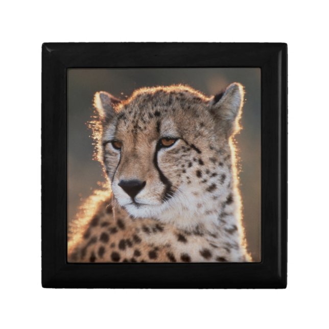 Cheetah looking away jewelry box (Front)