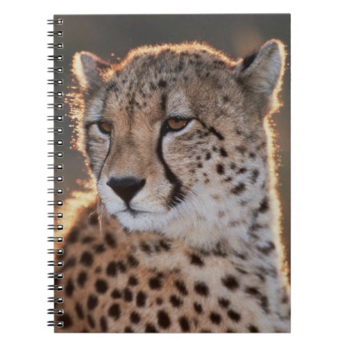 Cheetah looking away notebook