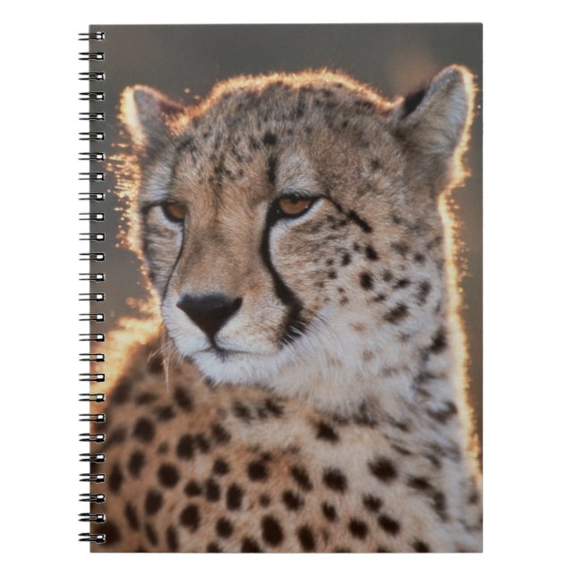 Cheetah looking away notebook (Front)