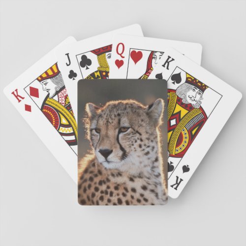 Cheetah looking away playing cards