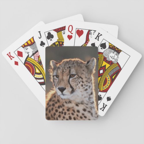 Cheetah looking away poker cards