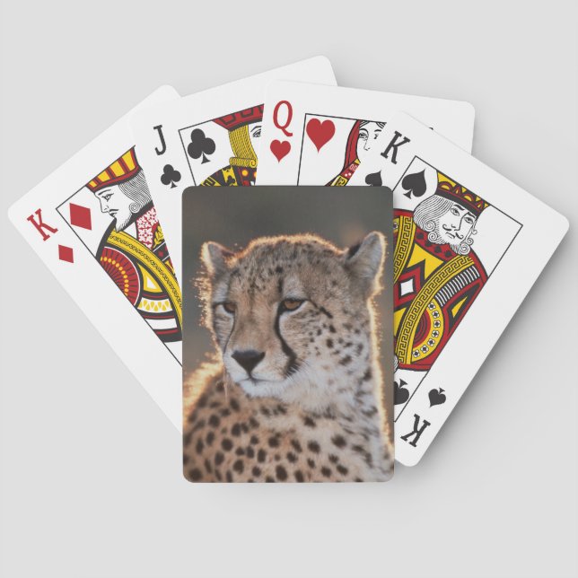 Cheetah looking away poker cards (Back)