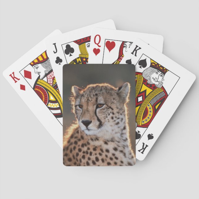 Cheetah looking away poker cards (Back)