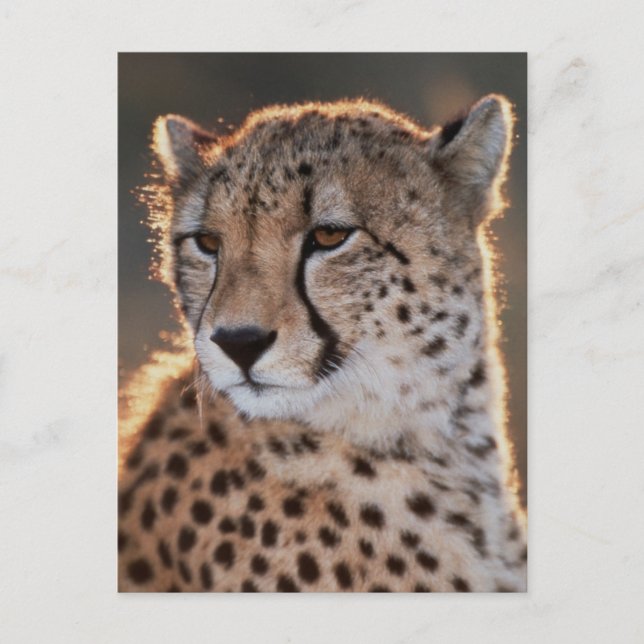 Cheetah looking away postcard (Front)