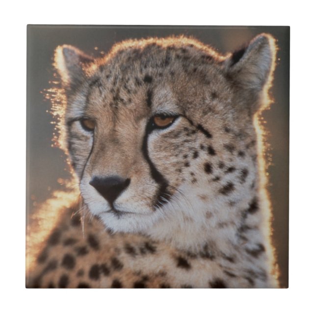 Cheetah looking away tile (Front)
