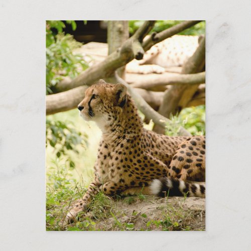 Cheetah Looking Far Away Postcard