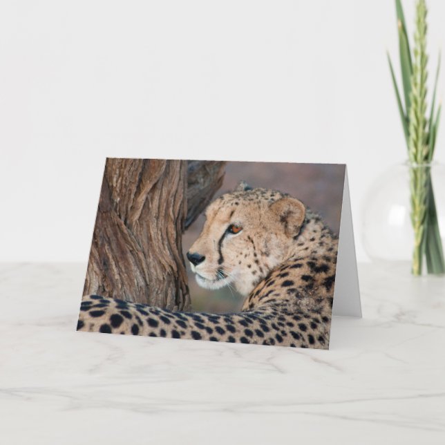 Cheetah Looking Over its Shoulder Card (Front)