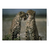 Cheetah Love (Front Horizontal)