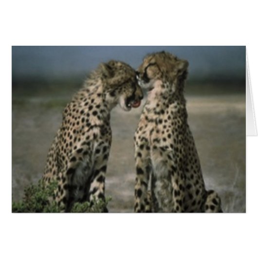 Cheetah Love Cards (Front Horizontal)
