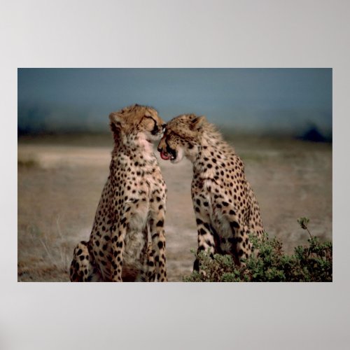Cheetah Love Poster