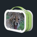 Cheetah Lunch Box<br><div class="desc">Snarling and growling cheetah.</div>