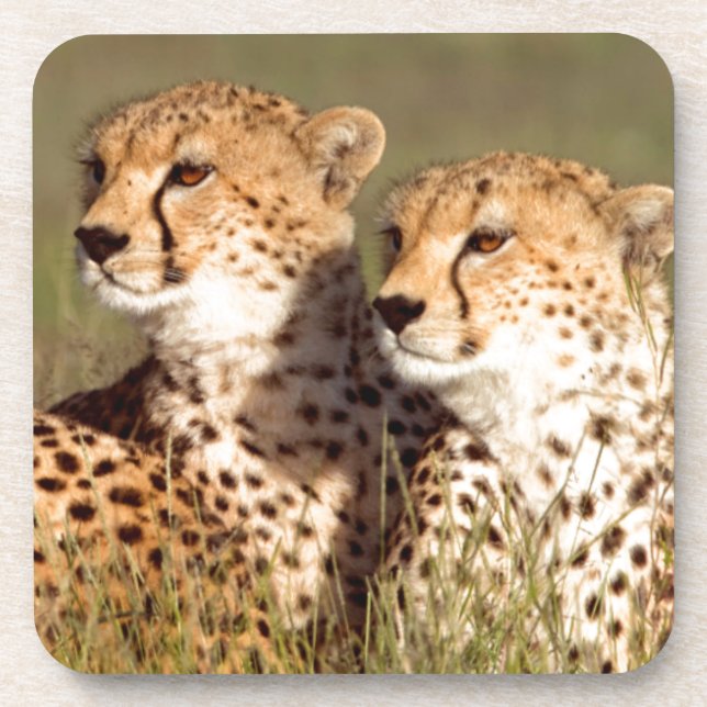 Cheetah Lying In Grass, Ngorongoro Conservation Drink Coaster (Front)