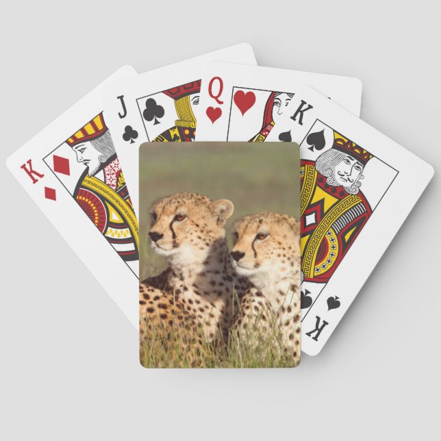 Cheetah Lying In Grass, Ngorongoro Conservation Poker Cards (Back)