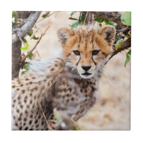 Cheetah Maasai Mara National Reserve Tile