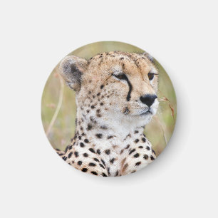 Cheetah Magnet