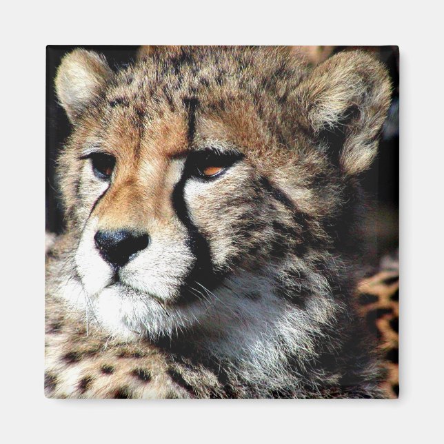 Cheetah Magnet (Front)