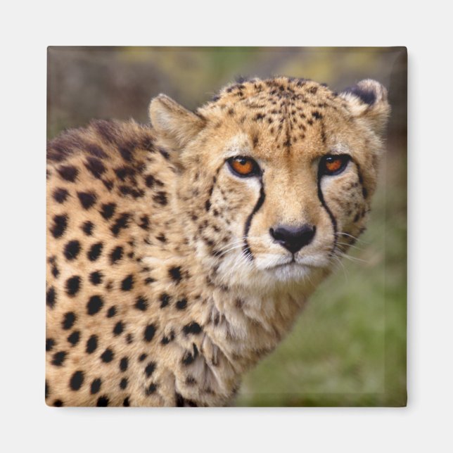 Cheetah Magnet (Front)