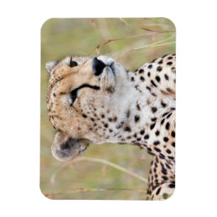 Cheetah Magnet