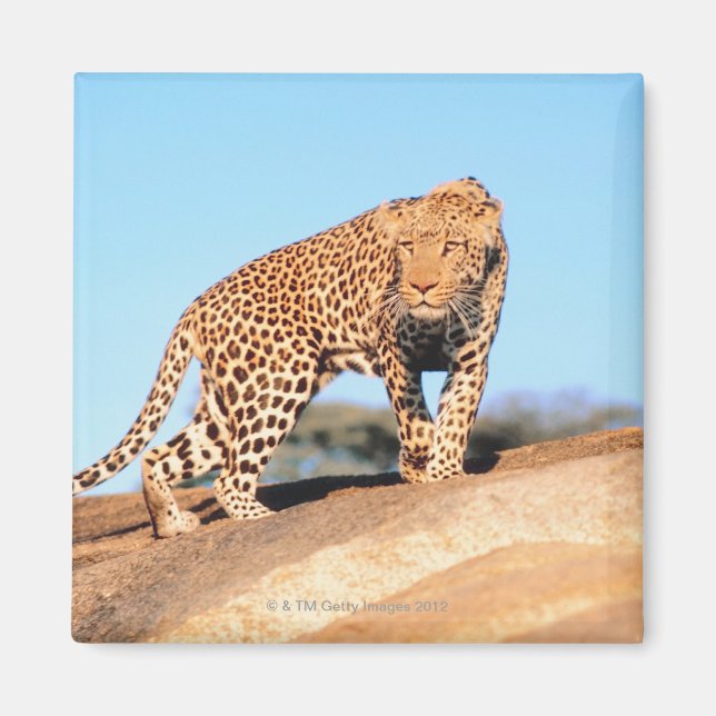 Cheetah Magnet (Front)