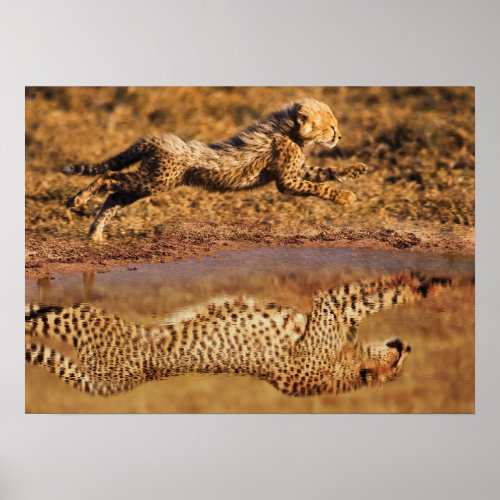 Cheetah Mindset _ Water Reflection _ Success Poster