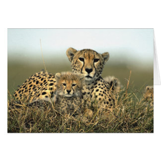 Cheetah Mom and Cub Card
