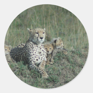 Cheetah Mom and her three cubs Classic Round Sticker
