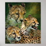 Cheetah Moods Art Poster/Print Poster