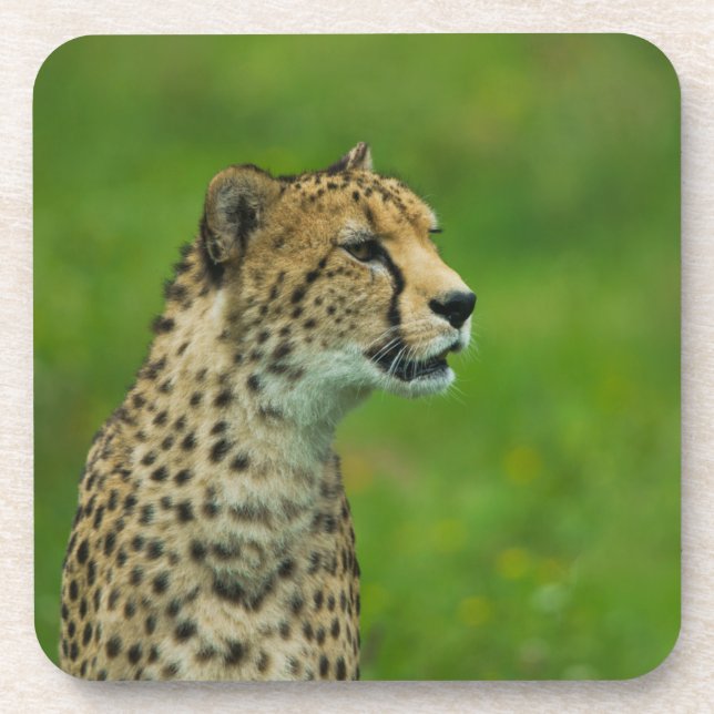 Cheetah On A Lookout Beverage Coaster (Front)