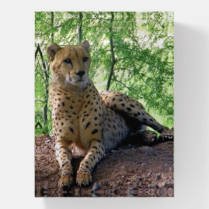 Cheetah on a rock paperweight