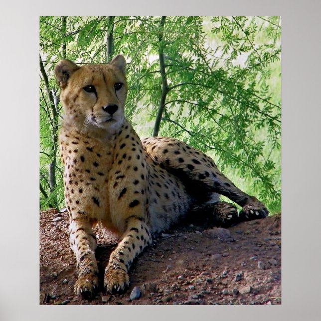 Cheetah on a rock poster (Front)