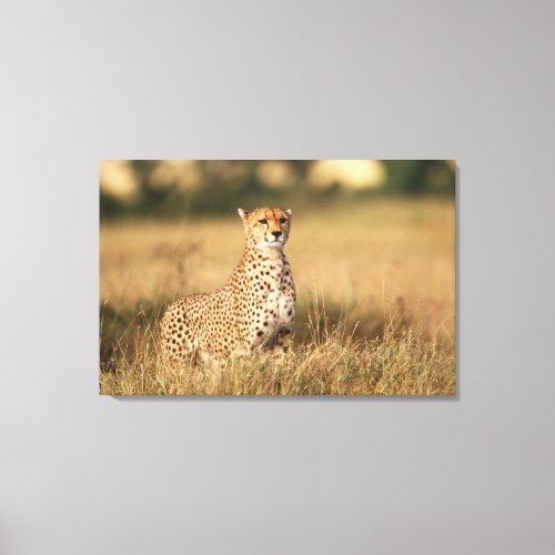 Cheetah on small mound for better visibility canvas print