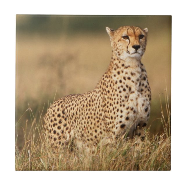 Cheetah on small mound for better visibility ceramic tile (Front)