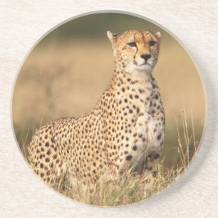 Cheetah on small mound for better visibility coaster