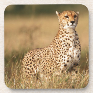 Cheetah on small mound for better visibility coaster