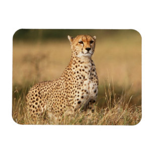 Cheetah on small mound for better visibility magnet