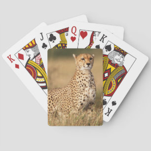 Cheetah on small mound for better visibility poker cards