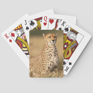 Cheetah on small mound for better visibility poker cards