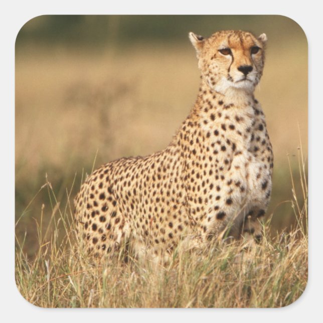 Cheetah on small mound for better visibility square sticker (Front)