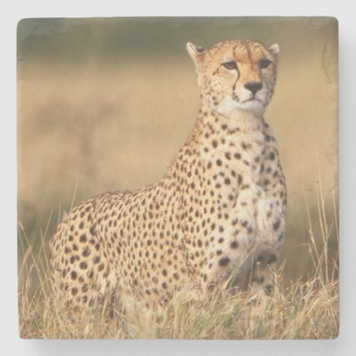 Cheetah on small mound for better visibility stone coaster