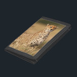 Cheetah on small mound for better visibility trifold wallet<br><div class="desc">Adam Jones / DanitaDelimont.com | Africa,  Kenya | Kenya,  Maasai Mara National Reserve,  Cheetah(Acinonyx jubatus) on small mound for better visibility</div>